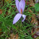 Crocus serotinus  Salisb.Crocus serotinus  Salisb.