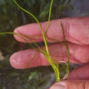 Isolepis fluitans (L.) R.Br.Isolepis fluitans (L.) R.Br.