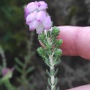 Erica tetralix L.Erica tetralix L.