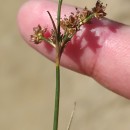 Juncus articulatus L.Juncus articulatus L.