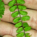 Asplenium trichomanes L. subsp. quadrivalens D.E. Mey.Asplenium trichomanes L. subsp. quadrivalens D.E. Mey.