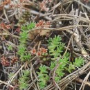 Sedum anglicum Huds.Sedum anglicum Huds.