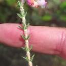 Erica tetralix L.Erica tetralix L.