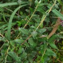 Salix repens L. subsp. repensSalix repens L. subsp. repens