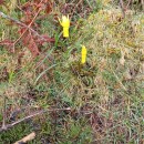 Narcissus cyclamineus DC.Narcissus cyclamineus DC.