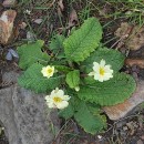Primula vulgaris Huds.Primula vulgaris Huds.