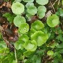 Umbilicus rupestris (Salisb.) DandyUmbilicus rupestris (Salisb.) Dandy