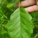 Alnus glutinosa (L.) Gaertn.Alnus glutinosa (L.) Gaertn.