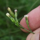 Symphyotrichum squamatum (Spreng.) G.L.NesomSymphyotrichum squamatum (Spreng.) G.L.Nesom