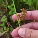 Juncus effusus L.Juncus effusus L.