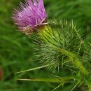 Cirsium vulgare (Savi) Ten.Cirsium vulgare (Savi) Ten.