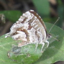Cacyreus marshalli Butler, 1898Cacyreus marshalli Butler, 1898