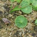 Hydrocotyle vulgaris L.Hydrocotyle vulgaris L.