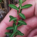 Euphorbia flavicoma DC. subsp. occidentalis M. LaínzEuphorbia flavicoma DC. subsp. occidentalis M. Laínz