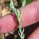 Logfia minima (Sm.) Dumort.Logfia minima (Sm.) Dumort.