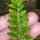 Asplenium obovatum Viv. subsp. billotii (F.W.Schultz) O.Bolòs, Vigo, Masalles & NinotAsplenium obovatum Viv. subsp. billotii (F.W.Schultz) O.Bolòs, Vigo, Masalles & Ninot