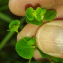 Euphorbia angulata Jacq.Euphorbia angulata Jacq.