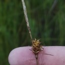 Carex durieui Steud. ex KunzeCarex durieui Steud. ex Kunze