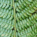 Polystichum setiferum (Forssk.) Woyn.Polystichum setiferum (Forssk.) Woyn.