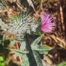 Cirsium vulgare (Savi) Ten.Cirsium vulgare (Savi) Ten.