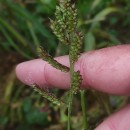 Echinochloa crus-galli (L.) Beauv.Echinochloa crus-galli (L.) Beauv.
