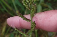 Echinochloa crus-galli (L.) Beauv.Echinochloa crus-galli (L.) Beauv.