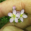 Spergularia rubra (L.) J. & C. PreslSpergularia rubra (L.) J. & C. Presl