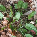 Rumex acetosa L.Rumex acetosa L.