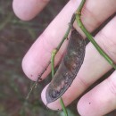 Cytisus scoparius (L.) LinkCytisus scoparius (L.) Link