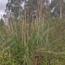 Cortaderia selloana (Schult. & Schult. fil) Asch. & Graebn.Cortaderia selloana (Schult. & Schult. fil) Asch. & Graebn.