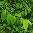Philadelphus coronarius L.Philadelphus coronarius L.