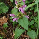 Lamium maculatum L.Lamium maculatum L.