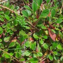 Tuberaria globulariifolia (Lam.) Willk.Tuberaria globulariifolia (Lam.) Willk.