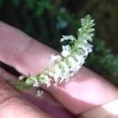 Anarrhinum duriminium (Brot.) Pers.Anarrhinum duriminium (Brot.) Pers.