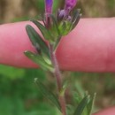 Glandora prostrata (Loisel.) D.C.ThomasGlandora prostrata (Loisel.) D.C.Thomas