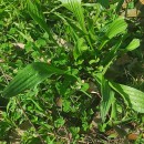 Plantago lanceolata L.Plantago lanceolata L.