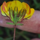 Lotus corniculatus L.Lotus corniculatus L.