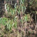 Eucalyptus globulus Labill.Eucalyptus globulus Labill.