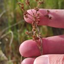 Juncus acutiflorus Ehrh. ex Hoffm.Juncus acutiflorus Ehrh. ex Hoffm.
