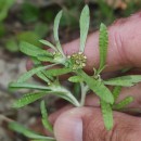 Gnaphalium uliginosum L.Gnaphalium uliginosum L.