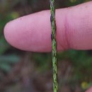 Digitaria sanguinalis (L.) Scop.Digitaria sanguinalis (L.) Scop.