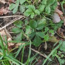 Geum urbanum L.Geum urbanum L.