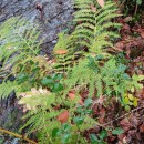 Athyrium filix-femina (L.) RothAthyrium filix-femina (L.) Roth