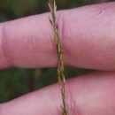 Molinia caerulea (L.) MoenchMolinia caerulea (L.) Moench