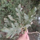 Quercus pyrenaica Willd.Quercus pyrenaica Willd.