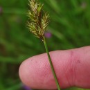 Carex leporina L.Carex leporina L.