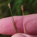 Eleocharis acicularis (L.) Roem. & Schult.Eleocharis acicularis (L.) Roem. & Schult.