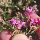 Erica umbellata L.Erica umbellata L.