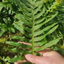 Polypodium cambricum L.Polypodium cambricum L.