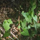 Fallopia convolvulus (L.) A. LöveFallopia convolvulus (L.) A. Löve